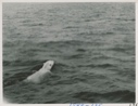 Image of Polar Bear off Baffin Island